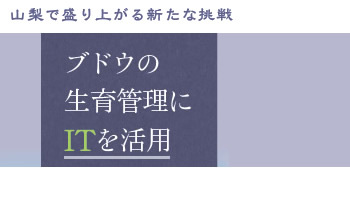 山梨で盛り上がる新たな挑戦　ブドウの生育管理にITを活用