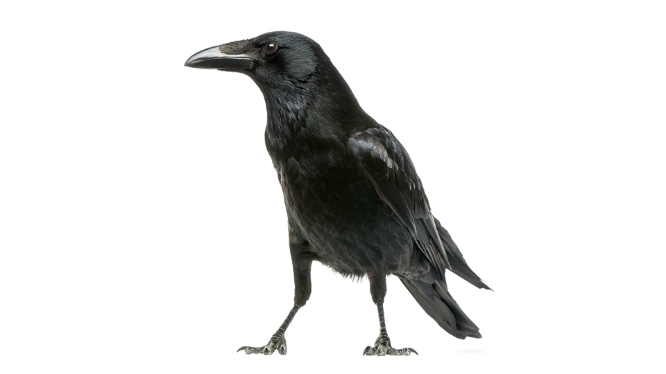 ＜今日は何の日＞9月6日『カラスの日』