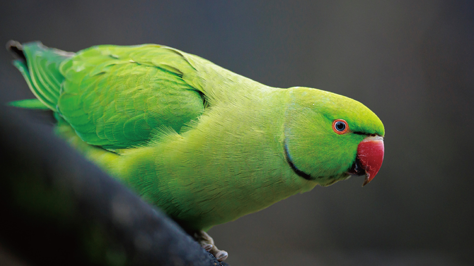 ＜今日は何の日＞6月15日『オウムとインコの日』