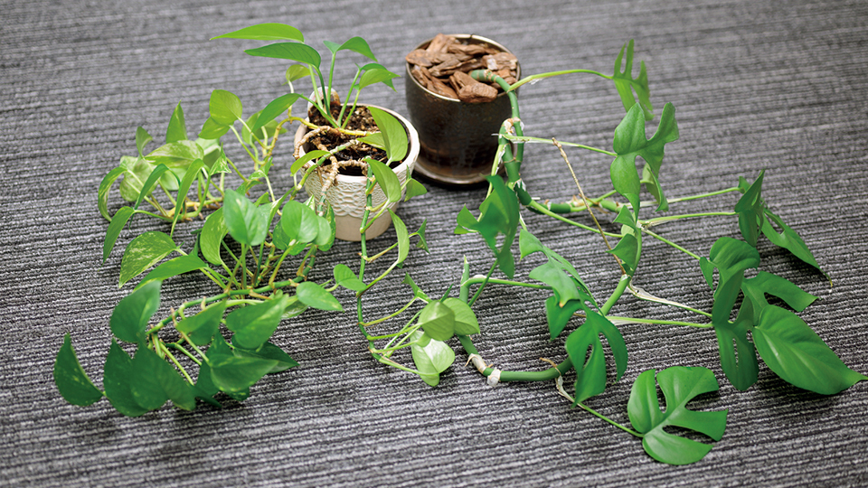 野村総合研究所・柳澤花芽代表取締役社長の愛用ツール　＜観葉植物＞